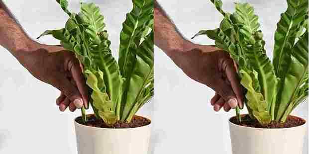 GreenBloom Fertilizer Sticks – Power Up Your Plants the Easy Way - 25 Stick (Buy 1 Get 1 Free)