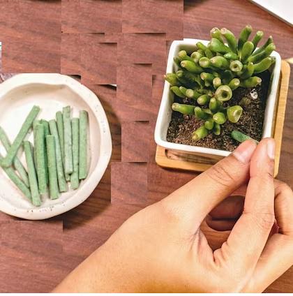 GreenBloom Fertilizer Sticks – Power Up Your Plants the Easy Way - 25 Stick (Buy 1 Get 1 Free)
