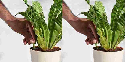GreenBloom Fertilizer Sticks – Power Up Your Plants the Easy Way - 25 Stick (Buy 1 Get 1 Free)