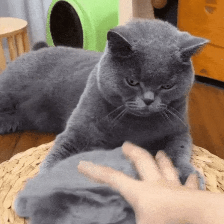 Steaming Pet Hairbrush