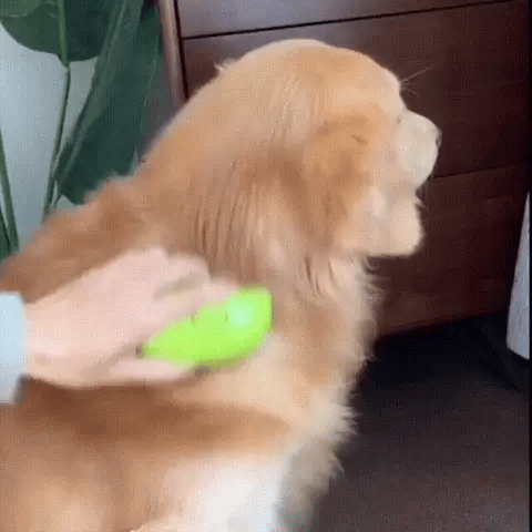 Steaming Pet Hairbrush